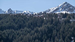 Un paysage montagneux avec une forêt dense au premier plan et des sommets enneigés à l’arrière-plan.