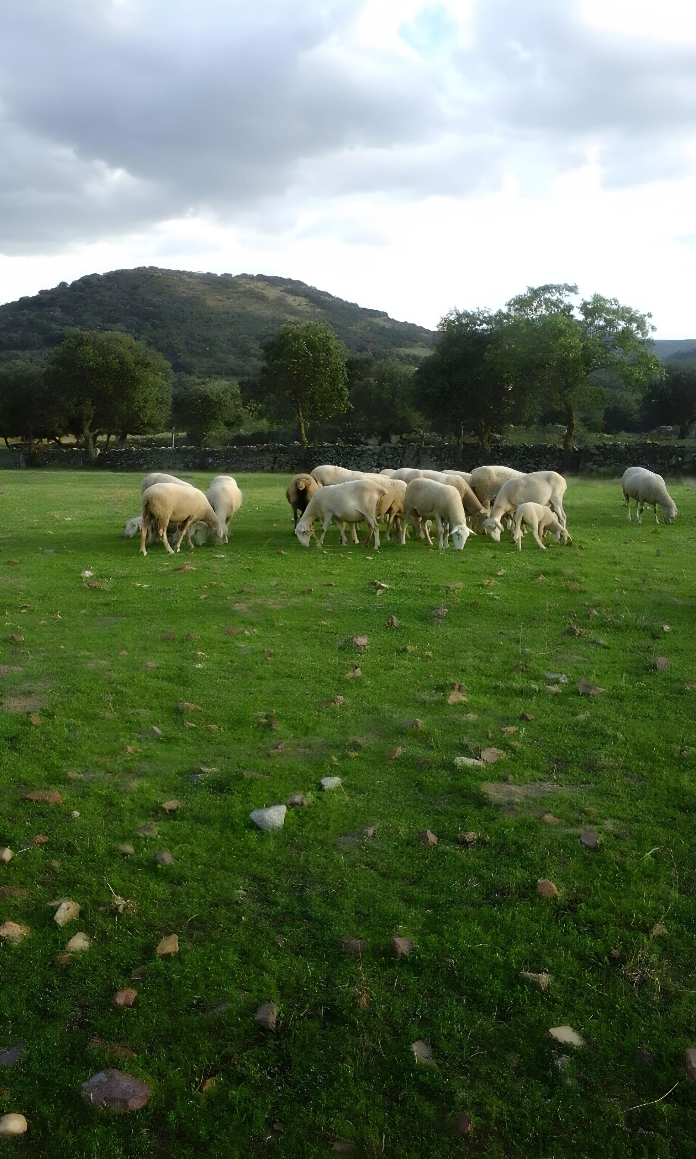 Un campo cubierto de hierba con ovejas pastando, árboles y una colina al fondo.
