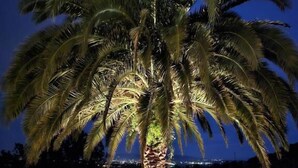 Una palmera bien iluminada en un jardín ajardinado con un camino de piedra y una cerca de metal.