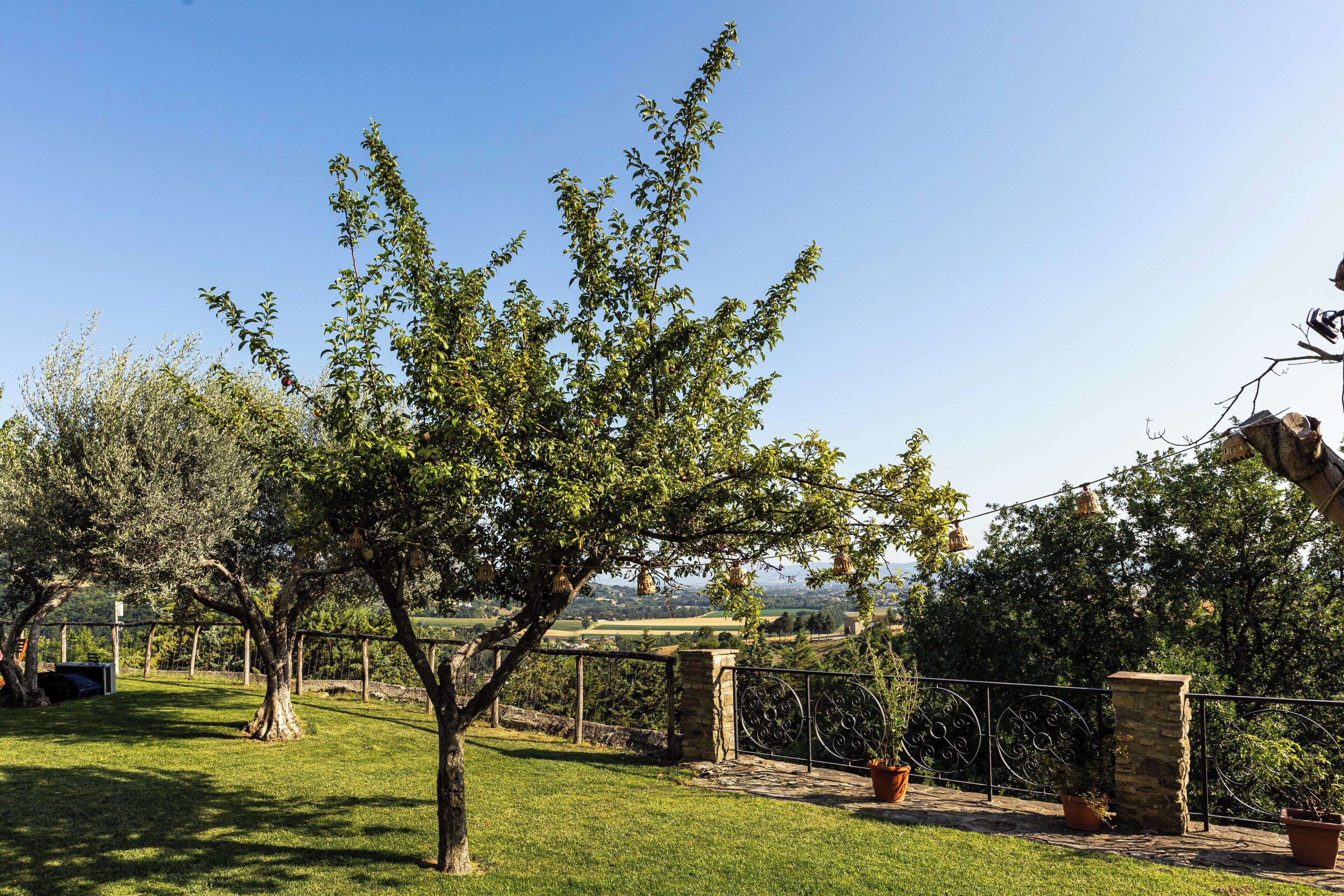 Un arbre se dresse dans une zone herbeuse, bordée de piliers en pierre et d’une clôture métallique.