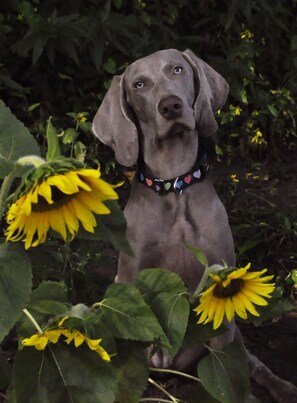 Miscellaneous - 3-bedroom house in historic Liberty,MO easy access to Kansas City World Cup 2026 (Liberty)