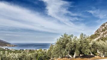 A coastal landscape with olive trees, a clear sky, and a distant view of the sea.