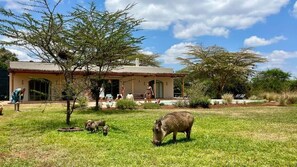 Une maison avec un patio, une pelouse et quelques animaux.