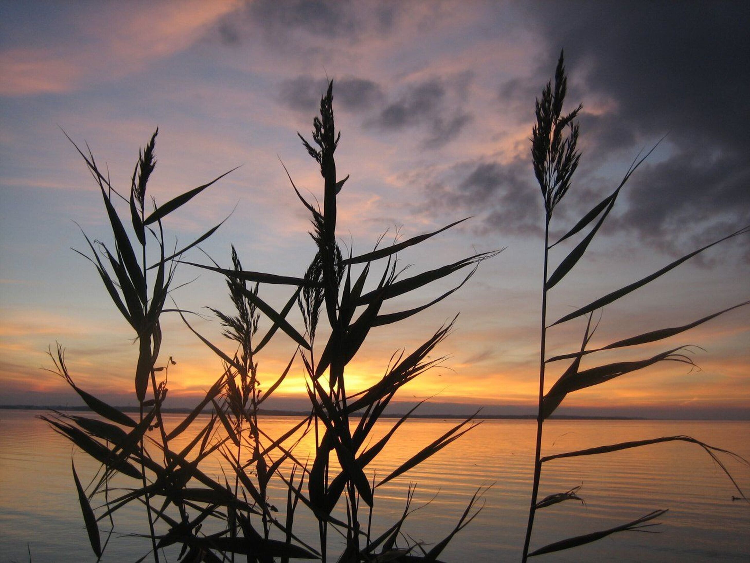 A sunset over a calm body of water with silhouettes of tall grasses in the foreground.