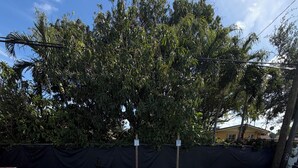 Una piscina cristalina con borde de baldosas de piedra, rodeada de árboles y una valla negra.
