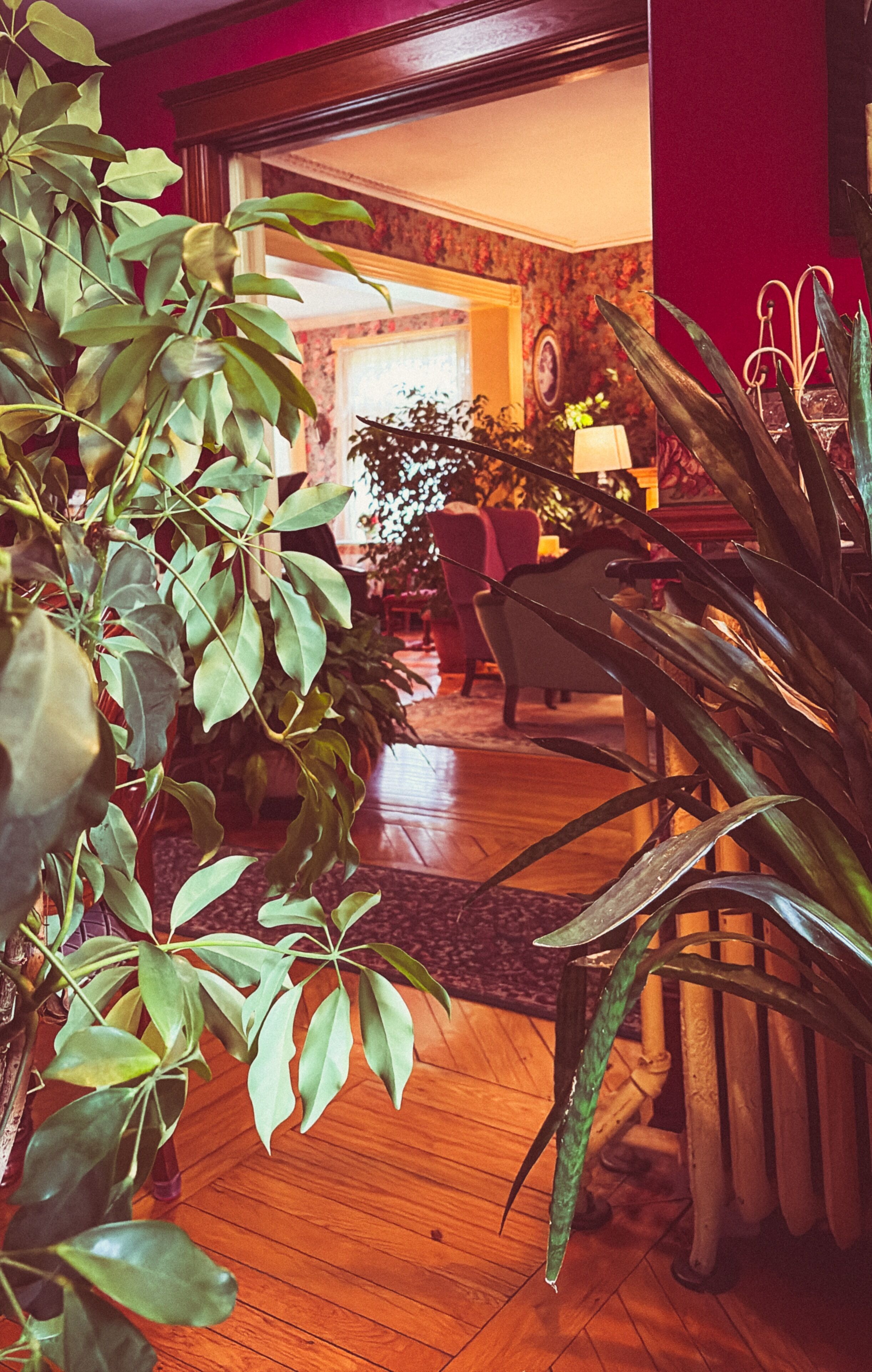 A room with a wooden floor, a large potted plant, a chair, and a lamp.