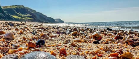A beach with various shells and pebbles.