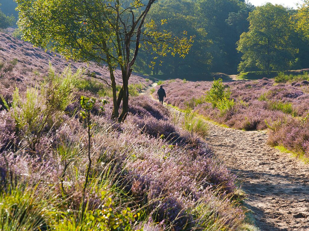 Een natuurlijk landschap met een onverhard pad, bomen en heide.