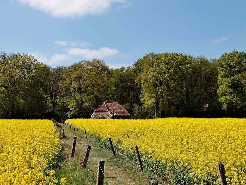 Un paisaje rural con un campo de flores amarillas, una valla de madera y una casa con techo rojo.