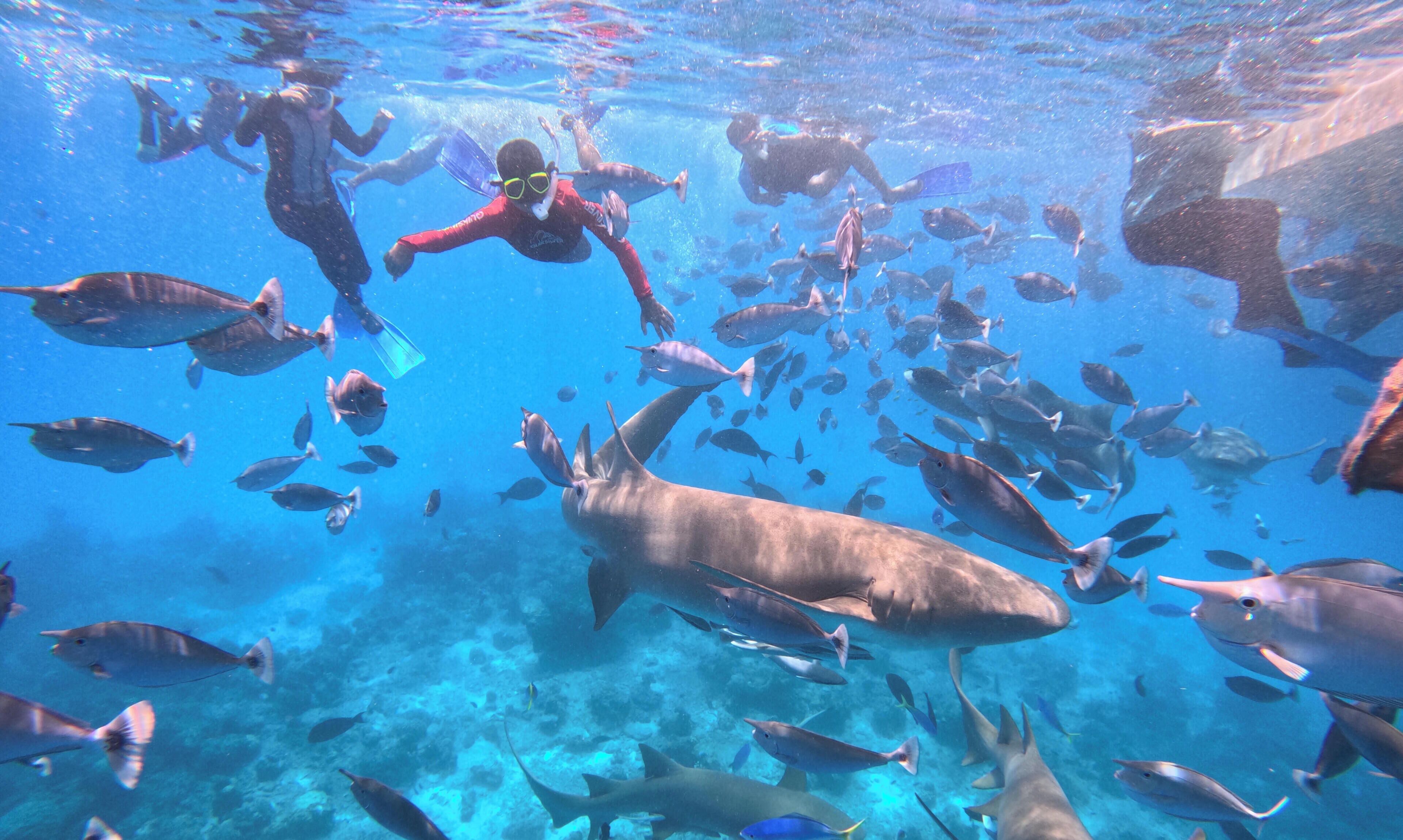 An underwater scene with divers and a large shark.