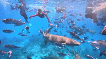 An underwater scene with divers and a large shark.