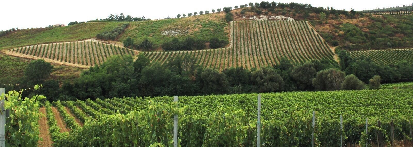 A vineyard with rows of grapevines.
