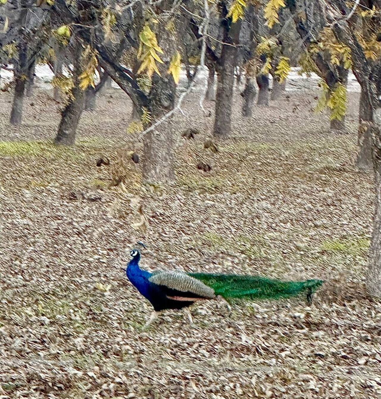 A peacock walking on a leaf-covered ground with trees in the background.