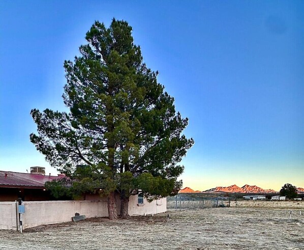 A large pine tree in front of a building with a red roof. - Come for the peacocks stay for the view! (Las Cruces)