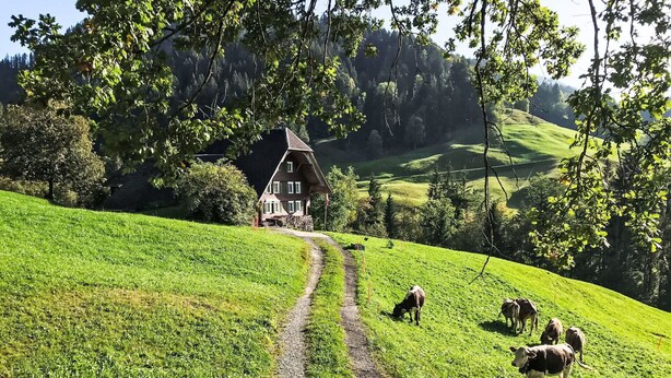 Paesaggio rurale con una casa, un sentiero sterrato e mucche al pascolo.