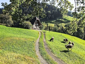 Ländliche Landschaft mit einem Haus, einem Feldweg und weidenden Kühen.