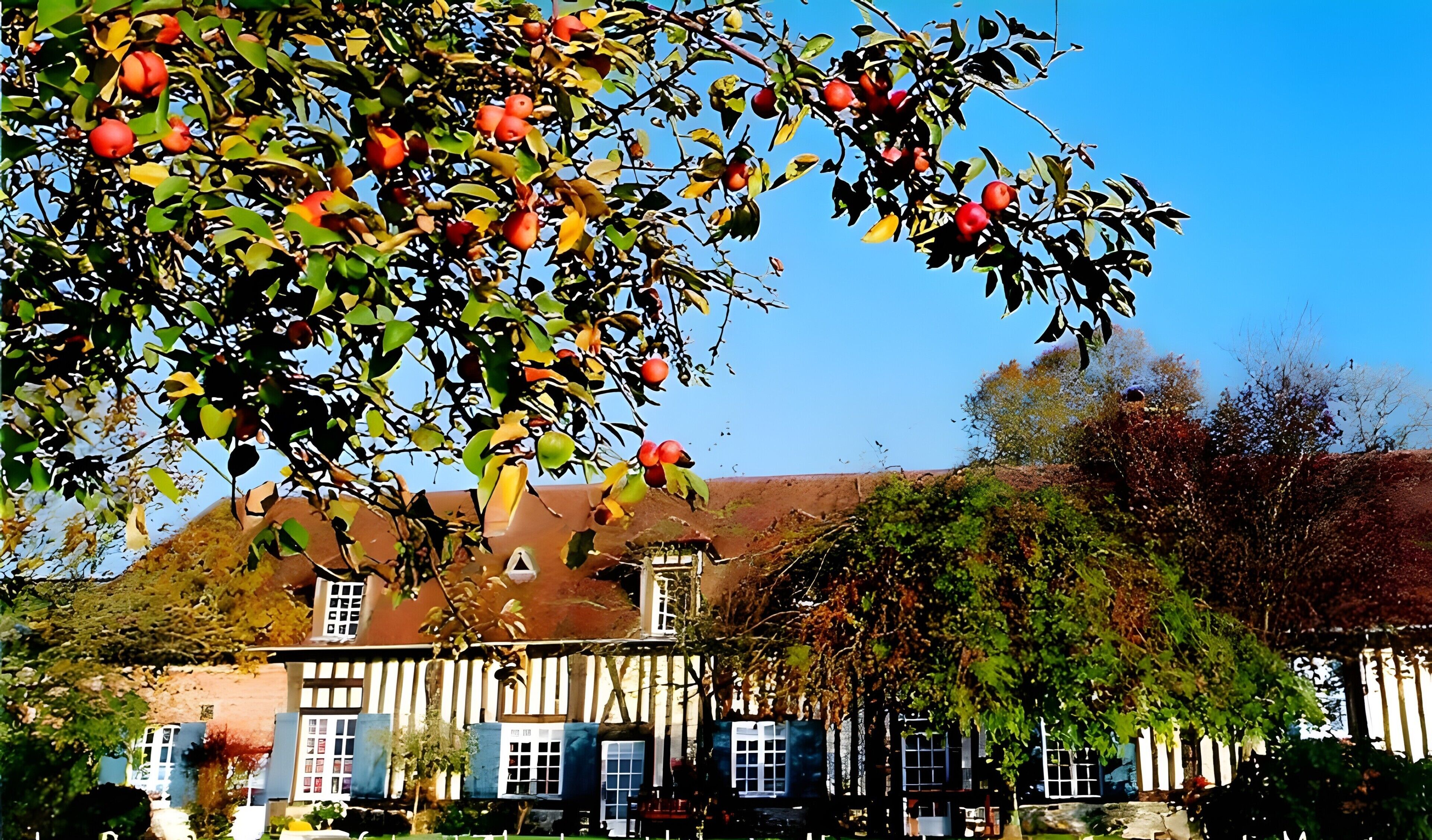 Un bâtiment traditionnel à colombages, avec une fenêtre bien visible et un arbre aux fruits rouges au premier plan.