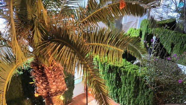 Un jardín en la azotea con una palmera, un banco de madera, una mesa con un cuenco y una estatua decorativa de un pavo real.