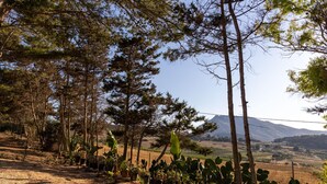Un sendero de tierra bordeado de cactus y árboles, que conduce a un paisaje montañoso.