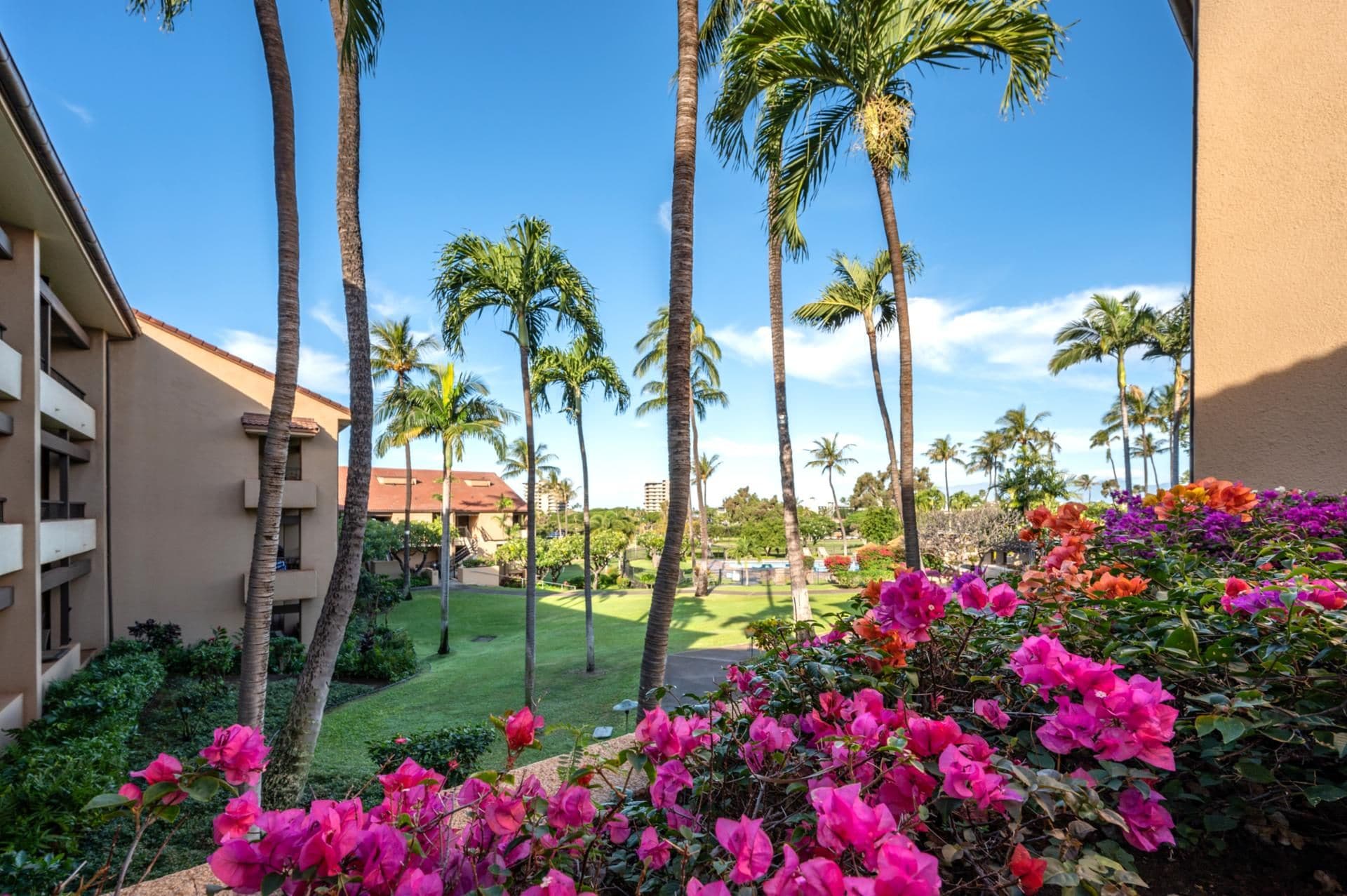 A hotel courtyard with palm trees, a lawn, and vibrant bougainvillea flowers.