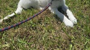 Un chiot blanc allongé sur l’herbe, avec une laisse à proximité.