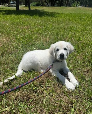 Property grounds - 2-bedroom bed & breakfast in adorable Austin with AC (Austin)