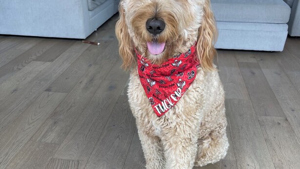 Un chien est assis sur un plancher en bois dans un salon moderne, avec un canapé et une porte vitrée donnant sur un jardin.