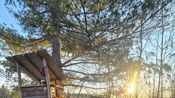 A wooden cabin with a ladder and a yellow slide, surrounded by trees and a clear sky. - Private camground with cabin and spots for 3-4 tents (Beaverton)