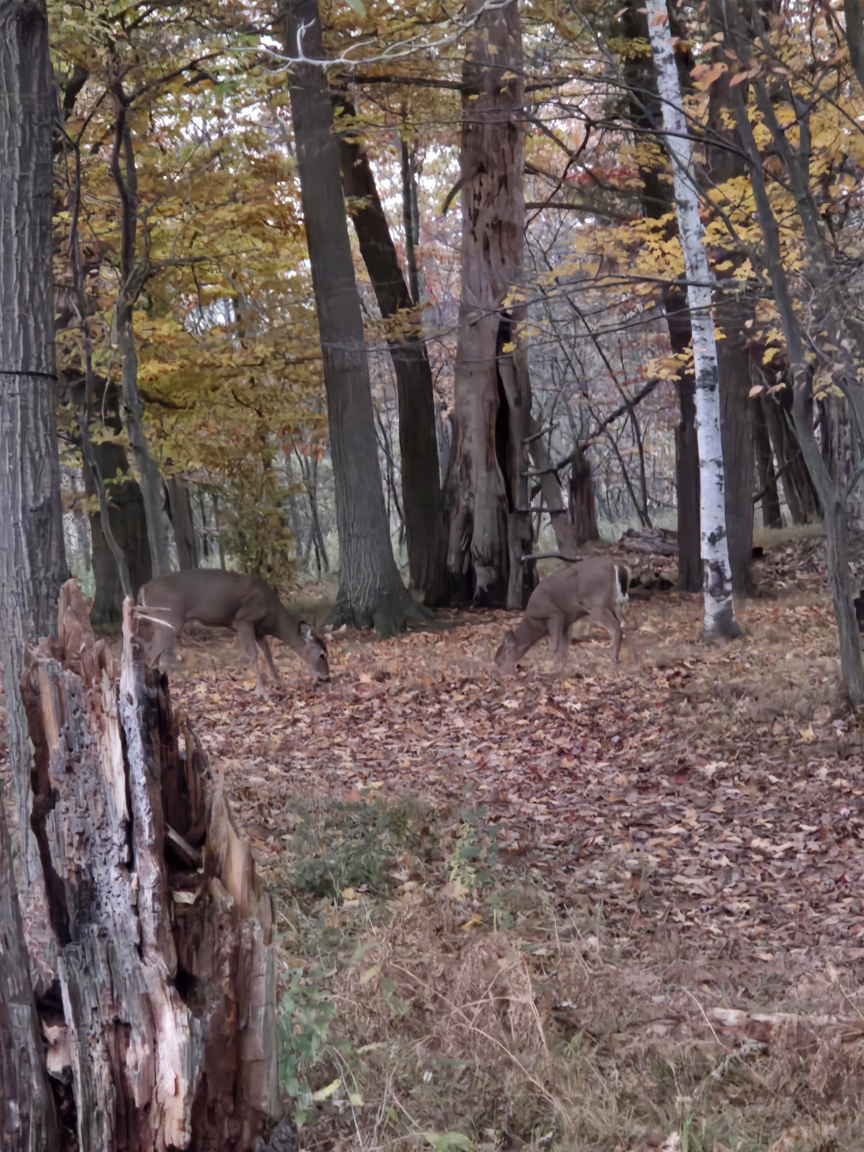 A forest scene with trees and fallen leaves.