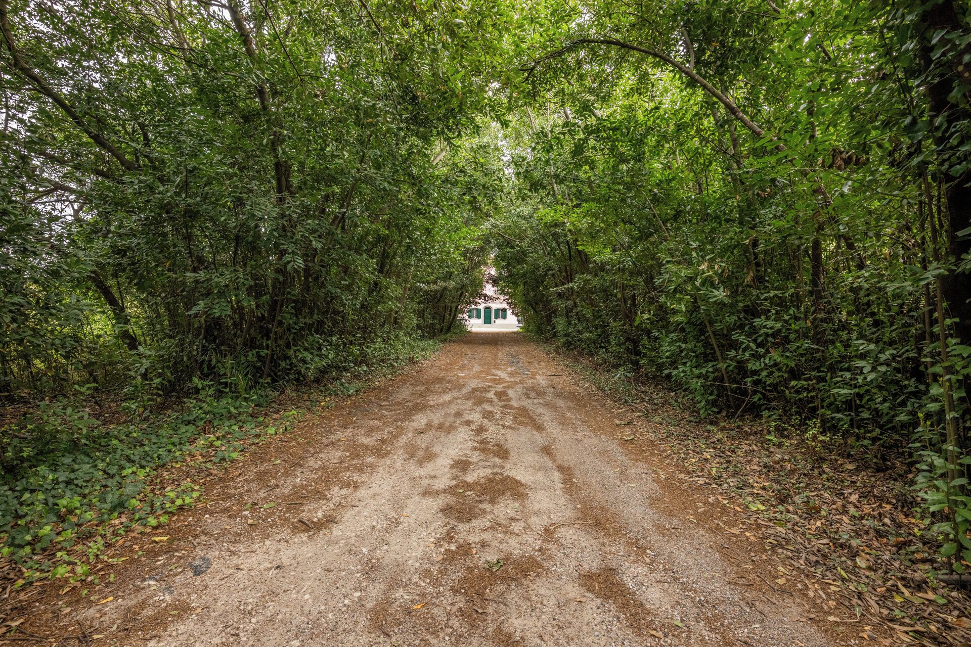 A dirt path leading to a white building with a green door, surrounded by dense green foliage.