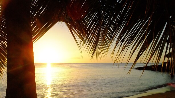 Escena de playa con un atardecer, palmeras y agua tranquila.