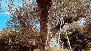 Un hamac blanc est suspendu à une grande branche d’arbre dans un jardin.