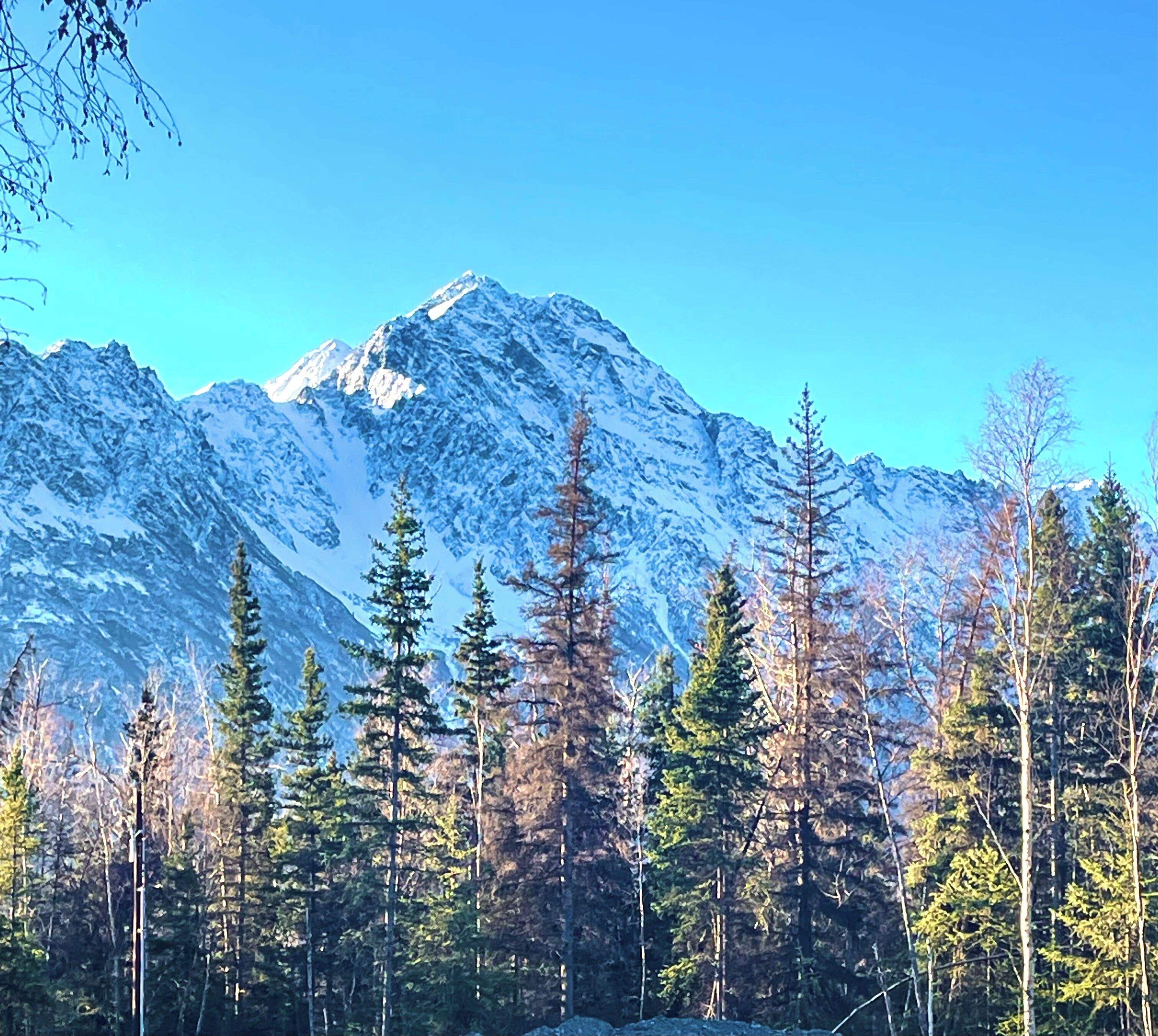A mountain landscape with snow-capped peaks and a forest of coniferous trees.