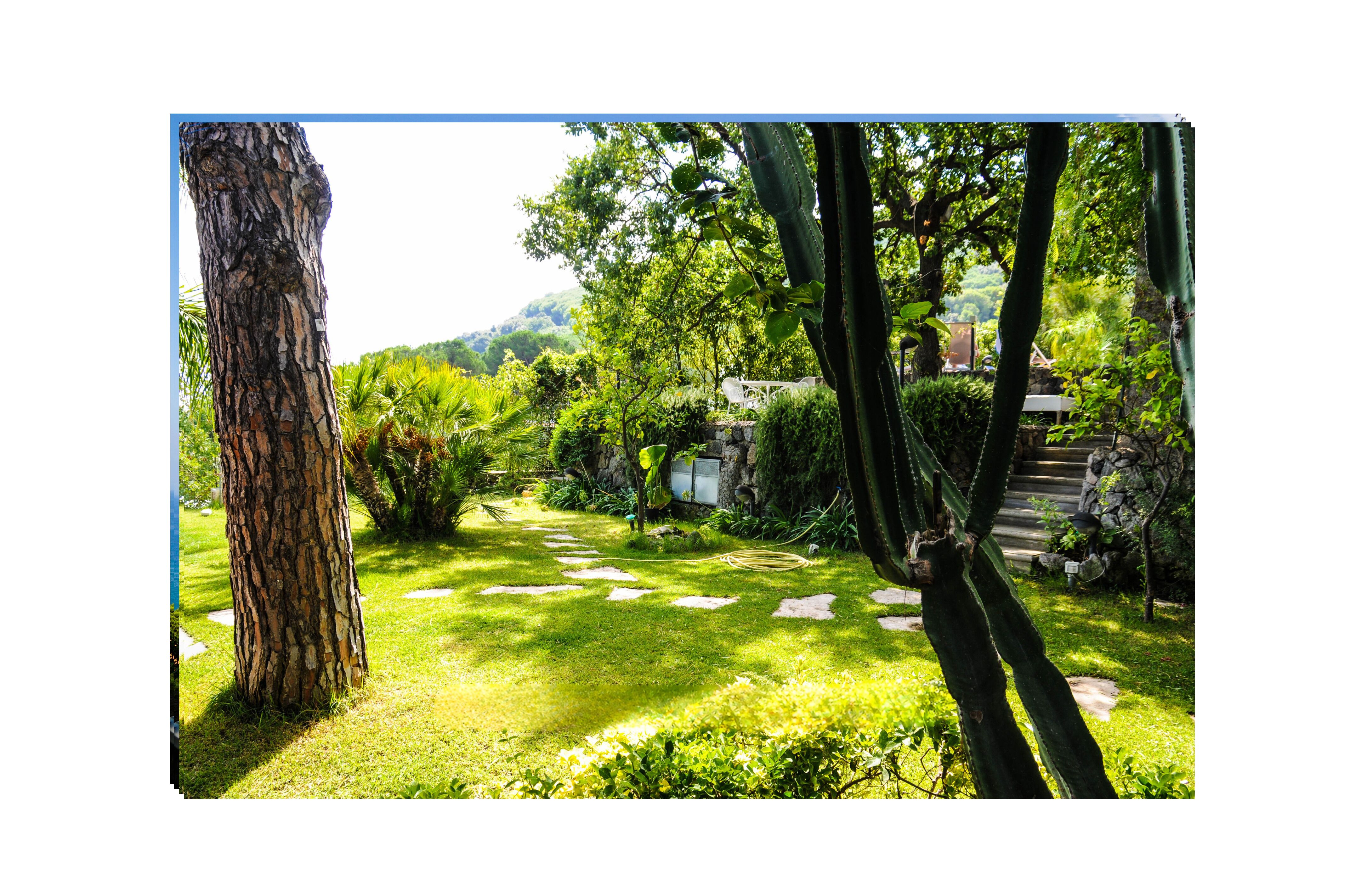 Um jardim com uma árvore grande, pedras para pisar e um caminho de pedra.