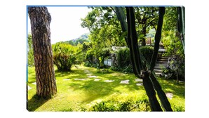 Un jardí amb un arbre gran, pedres per caminar i un camí de pedra.