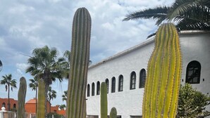 A cactus garden with tall cacti and a white building with arched windows. - Susana - cozy  1-bedroom apartment in charming Corralejo perfect for relaxing (Corralejo)