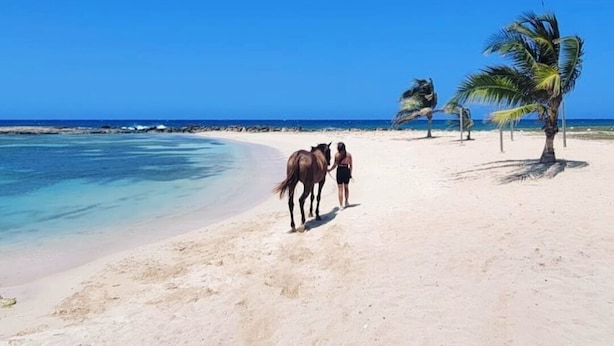 Ein Strand mit einem Pferd, einer Person, Palmen und einem strahlend blauen Himmel.