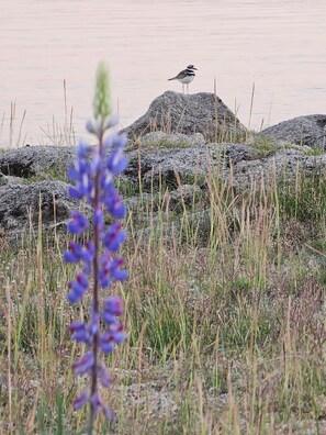 Miscellaneous - Panoramic folsom lake views. 2-bedroom house with AC in charming Granite Bay (Granite Bay)