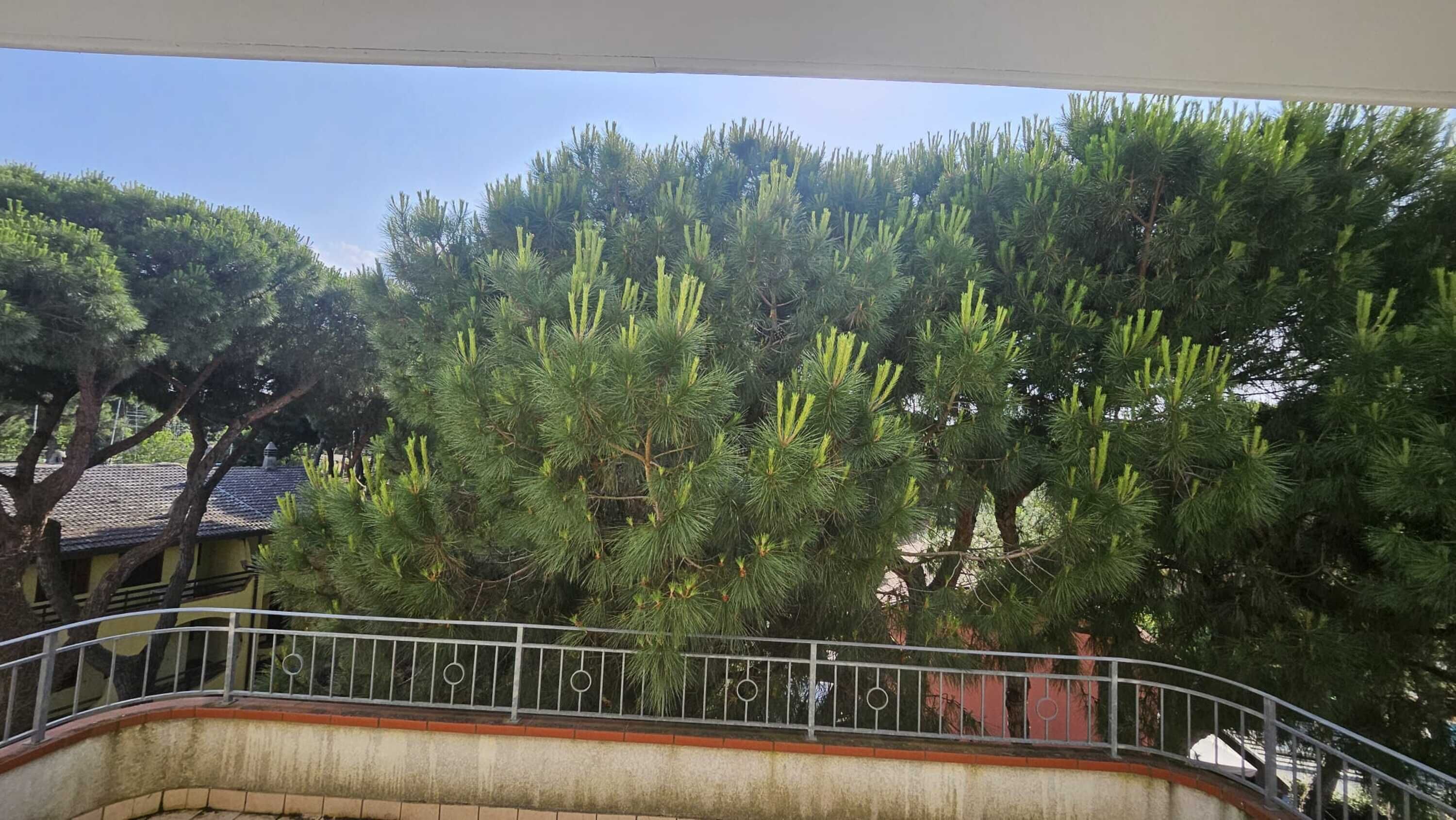 A balcony with a metal railing overlooking a dense pine tree.