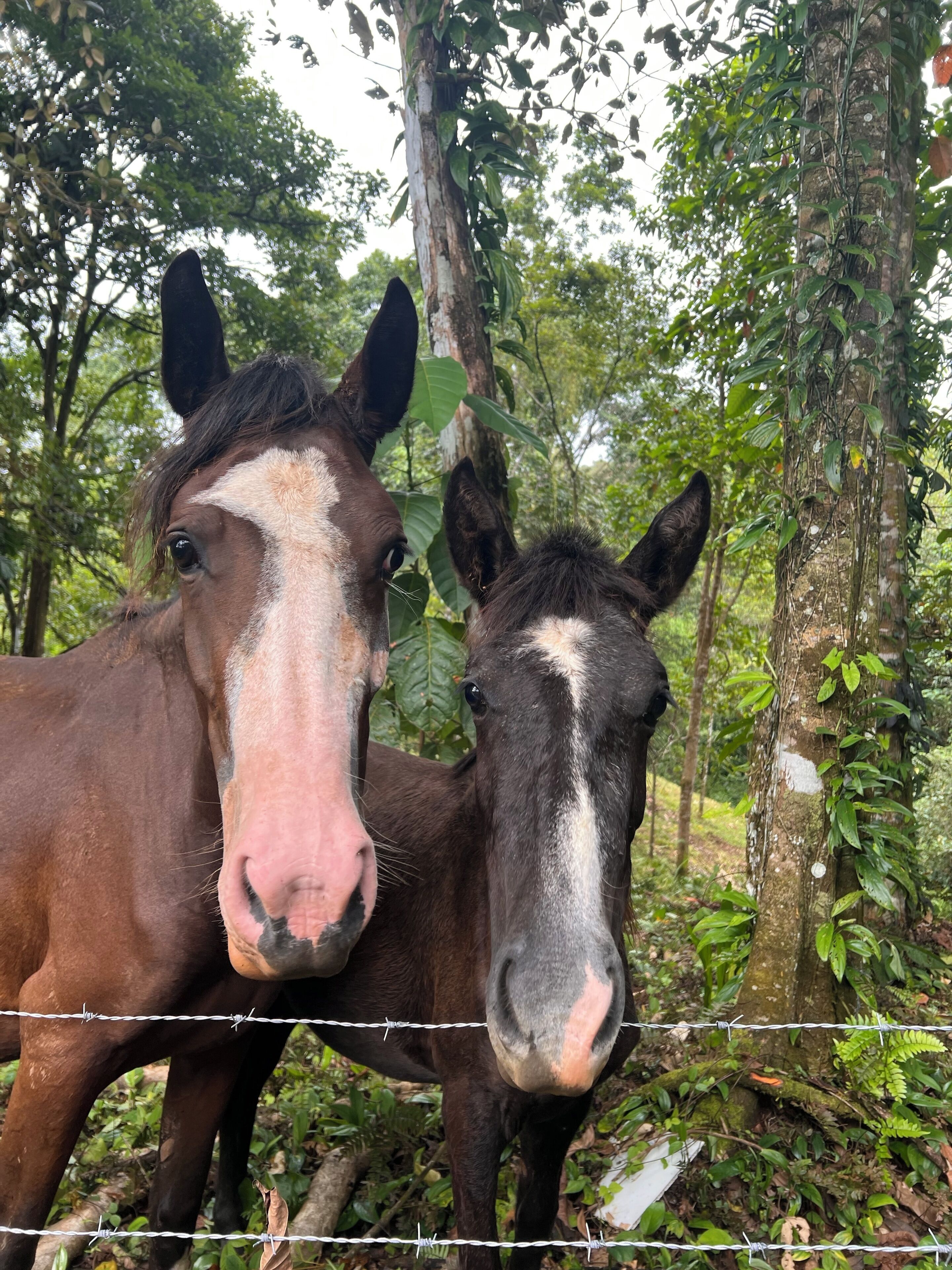 Dos caballos de pie cerca de una valla de alambre de púas en una zona boscosa.
