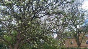 A tree with white blossoms in a grassy area with a brick building in the background. - Apartment Sleeps 2 with Parking & Garden (Greater London)