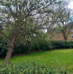 Ein Baum mit weißen Blüten in einer grünen Wiese, im Hintergrund ein Backsteinhaus.