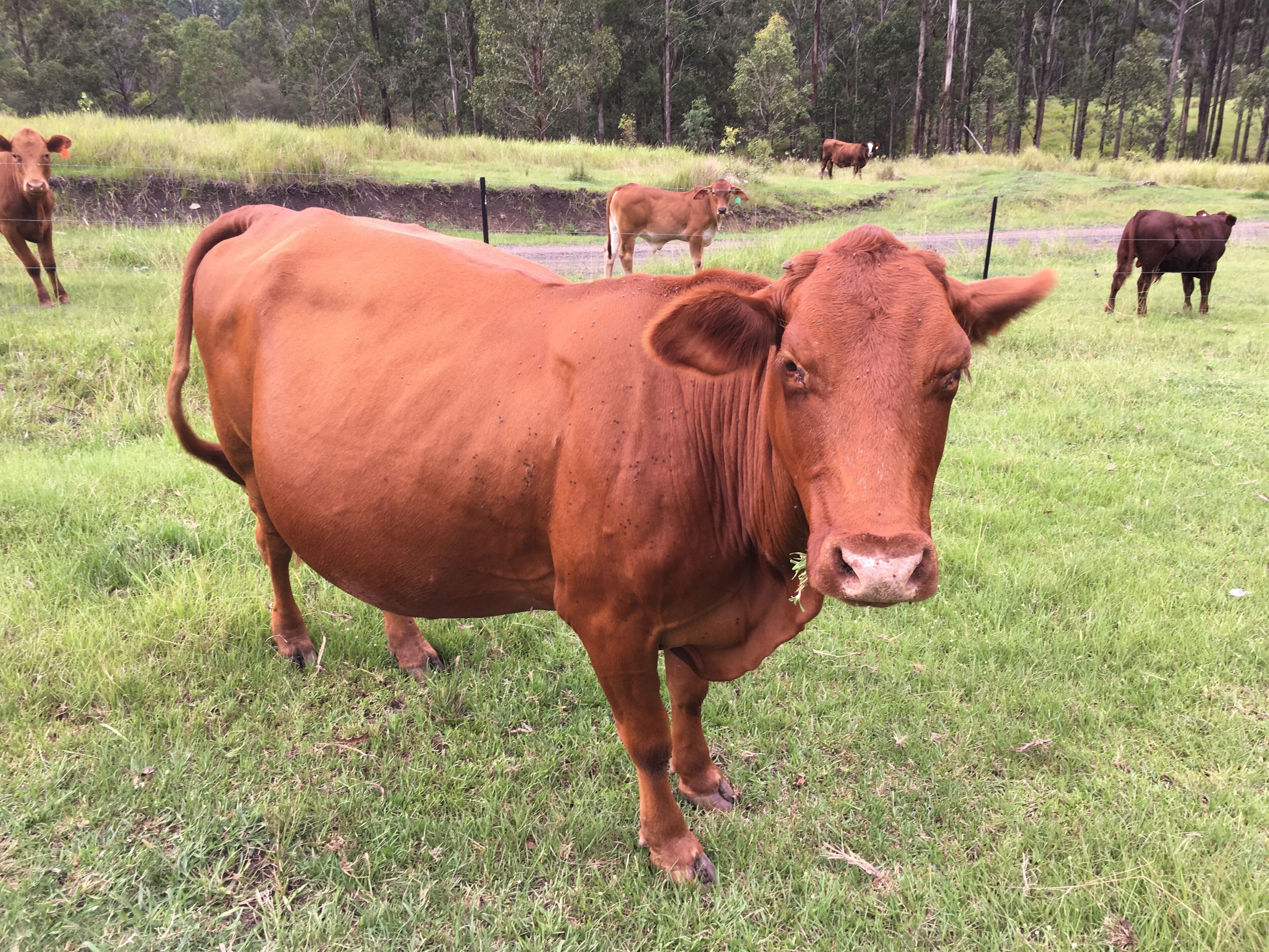 A cow in a grassy field with a fence and trees in the background.