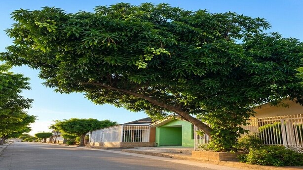 Rua residencial com casas, uma árvore e céu claro.