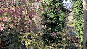 Cerca de madeira, árvore com flores cor-de-rosa e folhagem densa.