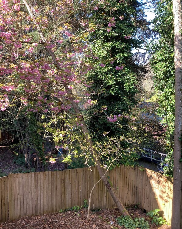 Ein Holzzaun, ein Baum mit rosa Blüten und dichtes Laub.