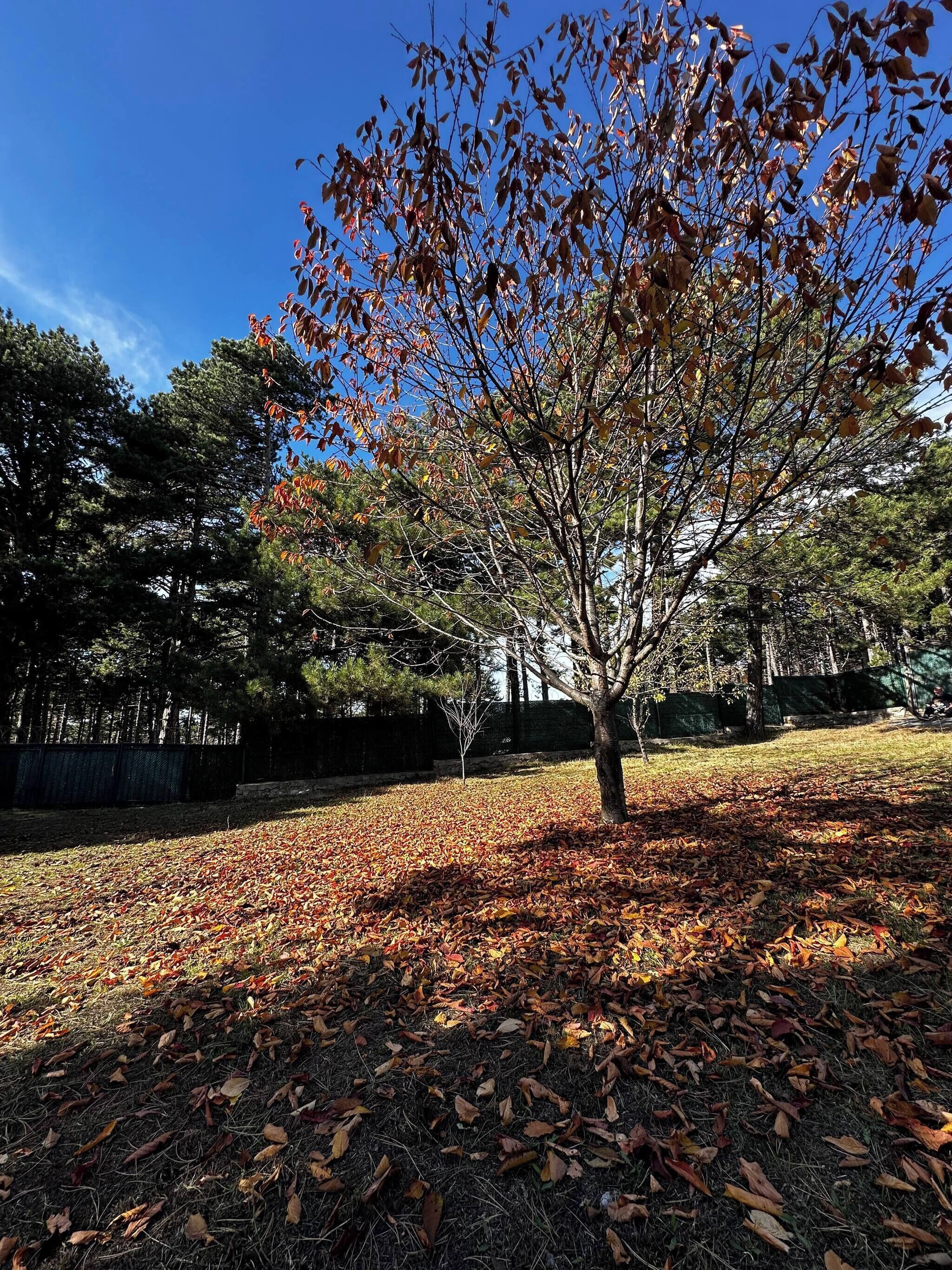 Chalet, 3 Bedrooms, Balcony | Property grounds