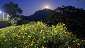 Nachtansicht eines Berges mit hellem Mond, umgeben von Grün und gelben Blumen.