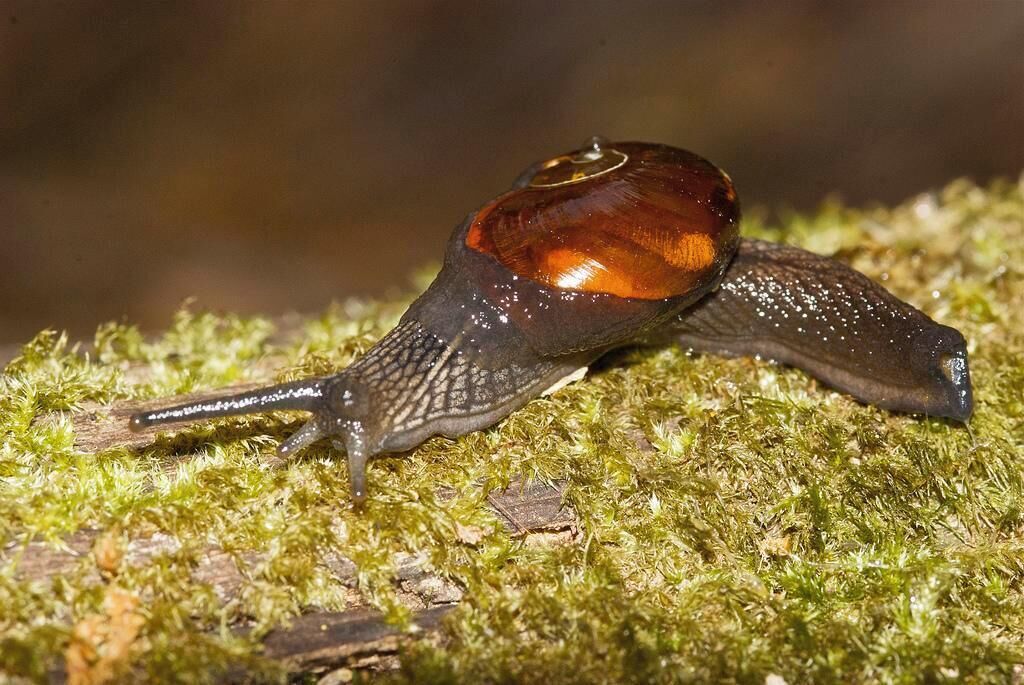 A snail on a mossy surface.