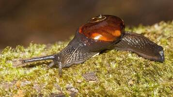 A snail on a mossy surface.